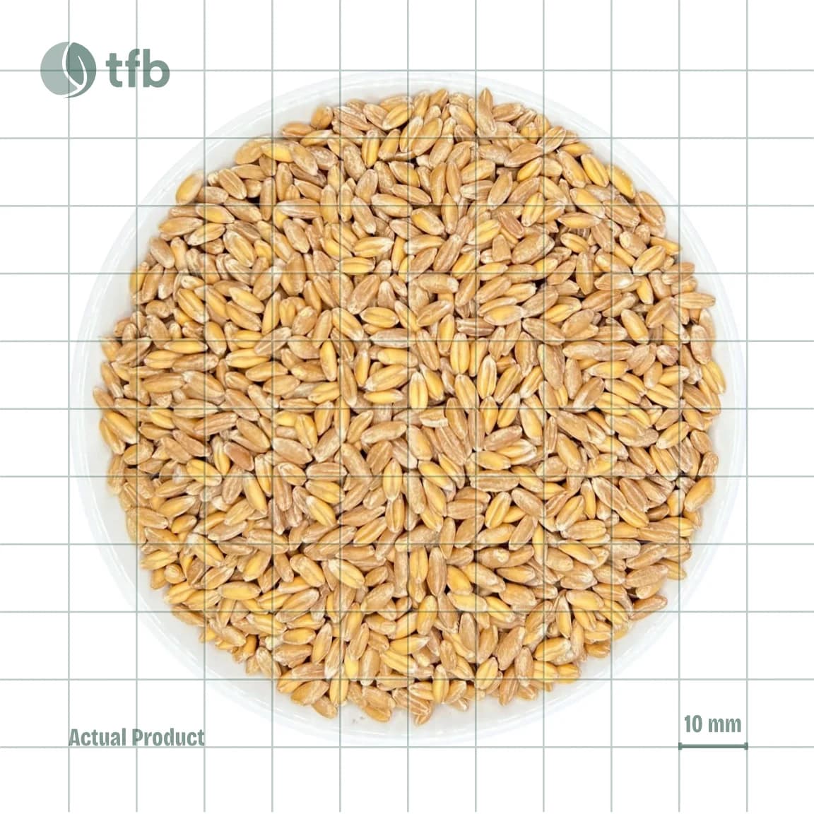 Spelt Grain