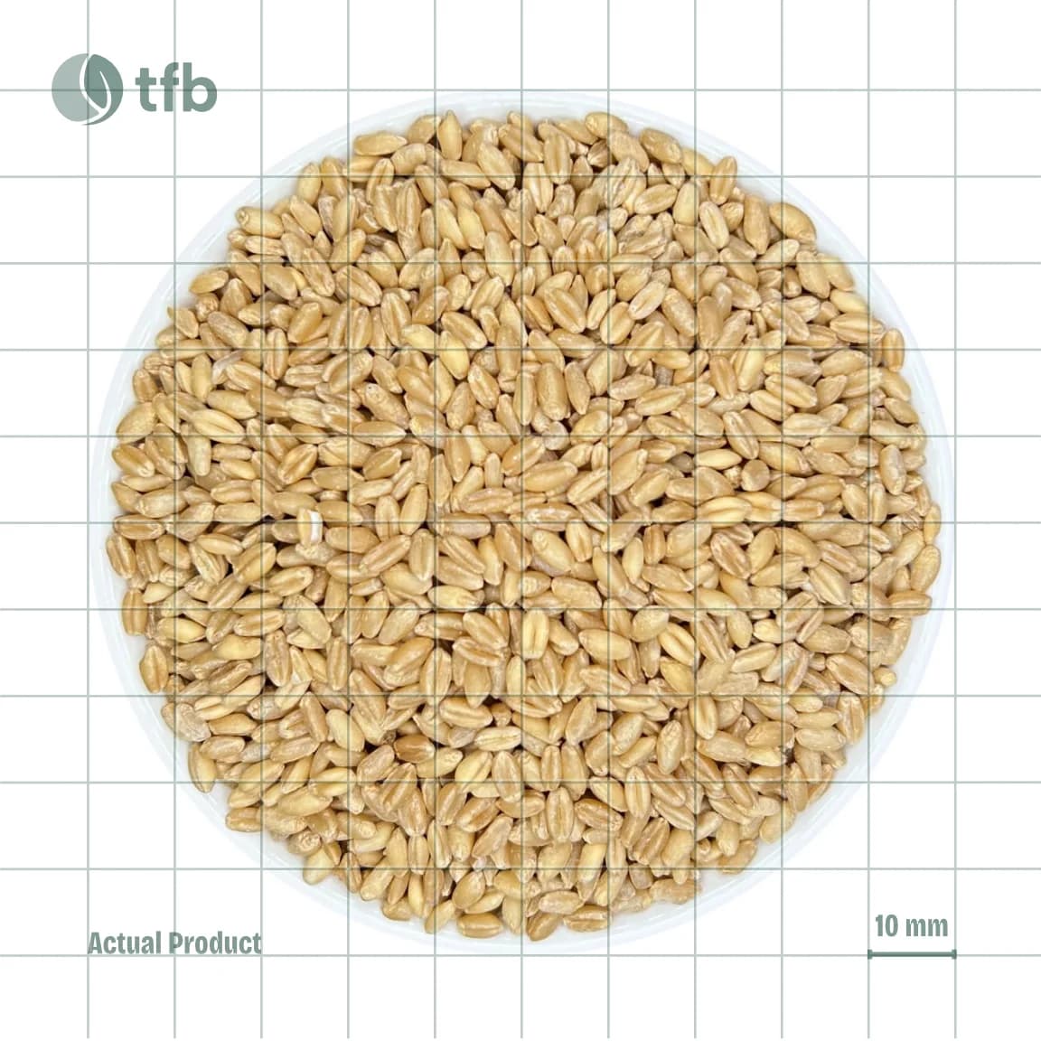 Wheat
